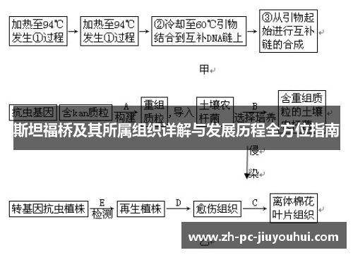 斯坦福桥及其所属组织详解与发展历程全方位指南